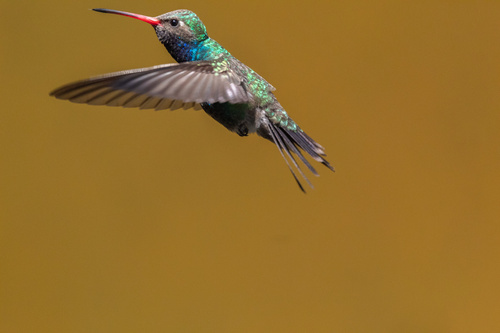 Broad-billed Hummingbird