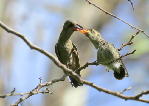Broad-billed Hummingbird