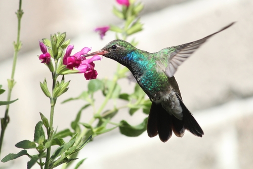 Broad-billed Hummingbird