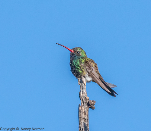 Broad-billed Hummingbird