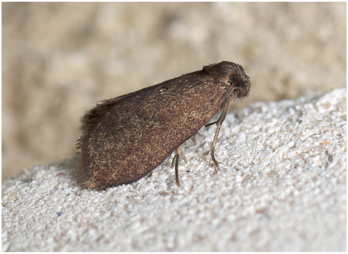 Common Bagworm Moth