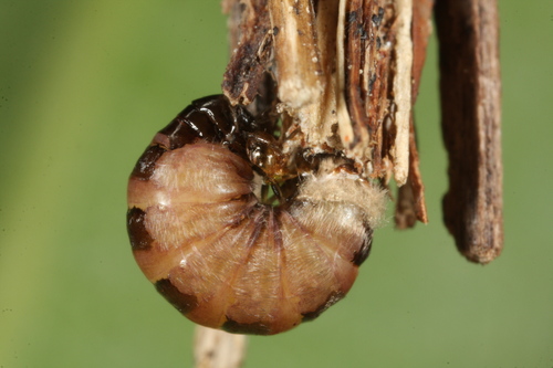 Common Bagworm Moth
