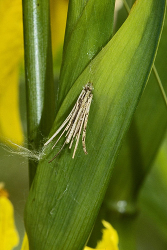 Common Bagworm Moth