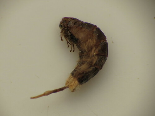 Common Bagworm Moth