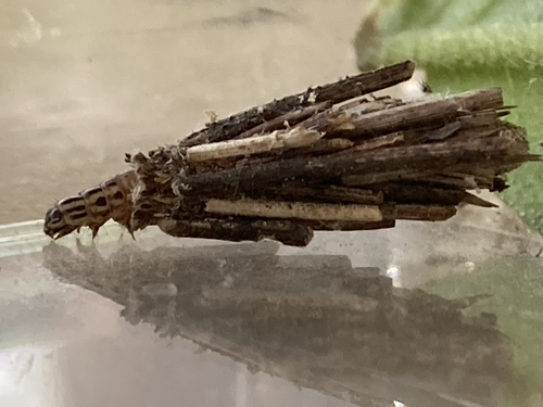 Common Bagworm Moth