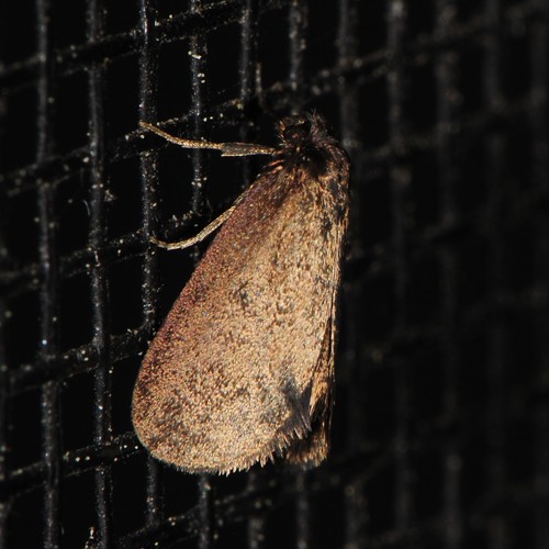 Common Bagworm Moth