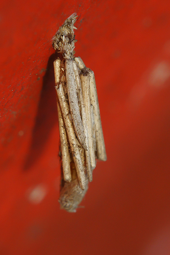 Common Bagworm Moth