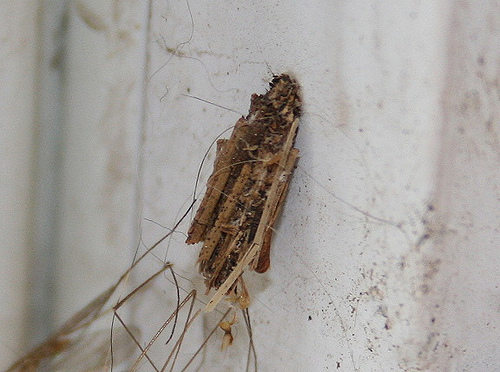 Common Bagworm Moth