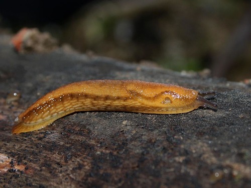 Western Dusky Slug