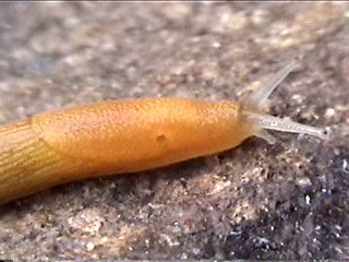 Western Dusky Slug