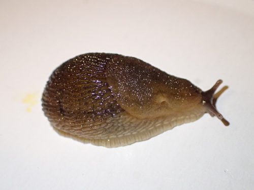 Western Dusky Slug