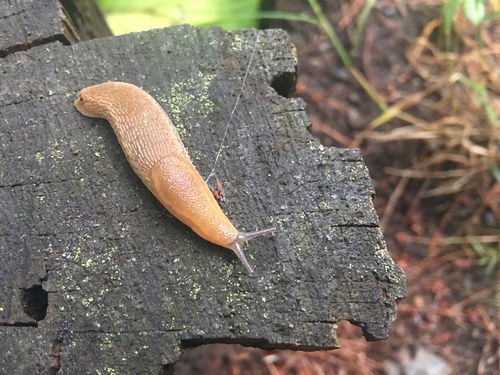 Western Dusky Slug