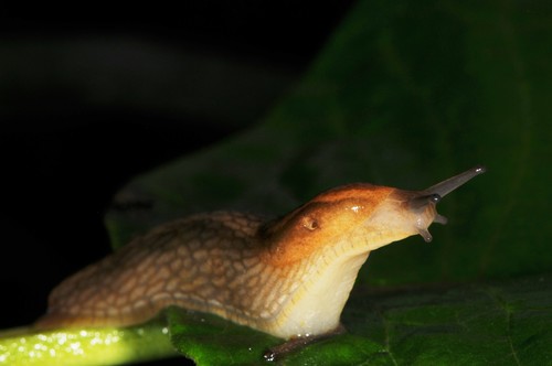 Western Dusky Slug