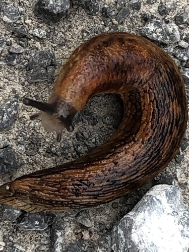 Western Dusky Slug