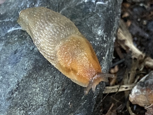 Western Dusky Slug