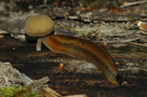 Western Dusky Slug