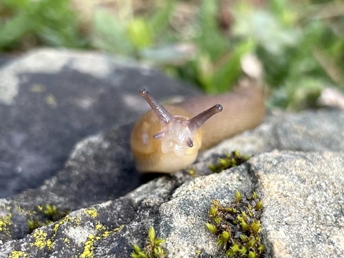 Western Dusky Slug