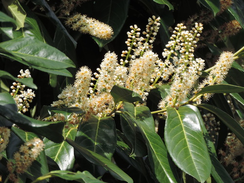 Cherry laurel