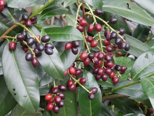 Cherry laurel