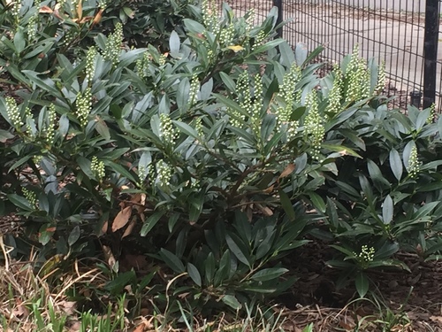 Cherry laurel
