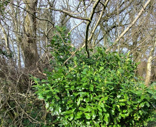 Cherry laurel