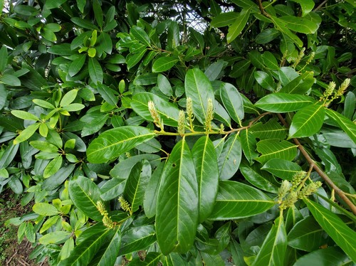 Cherry laurel