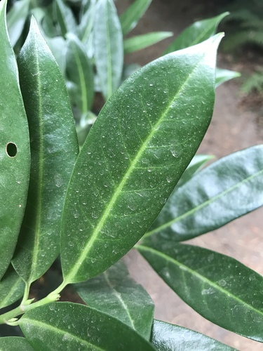 Cherry laurel