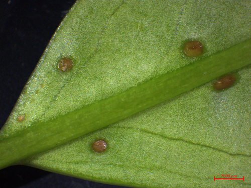 Cherry laurel
