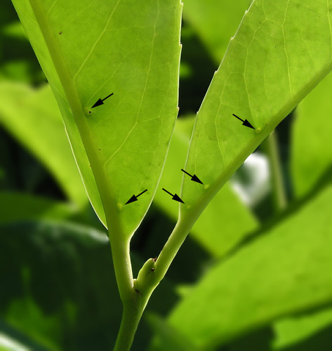 Cherry laurel
