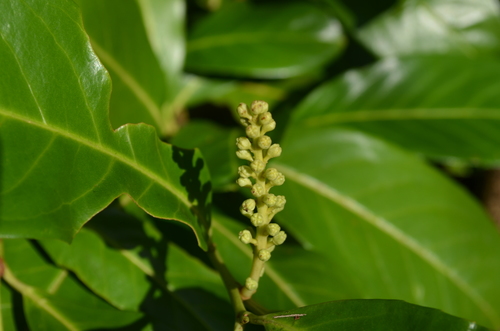 Cherry laurel