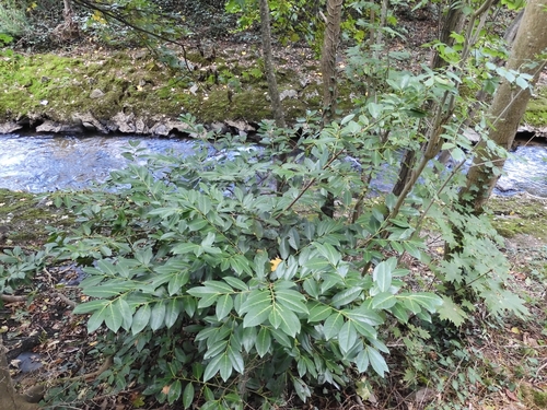 Cherry laurel