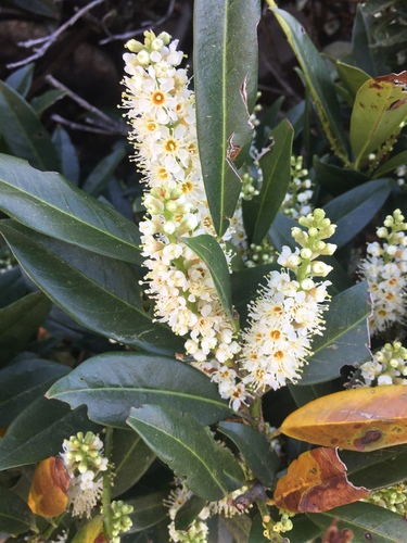 Cherry laurel