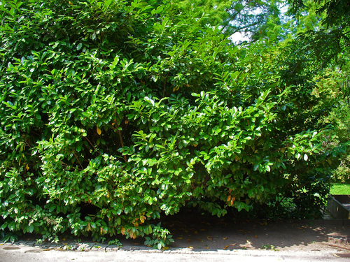 Cherry laurel