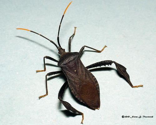 Acanthocephala terminalis