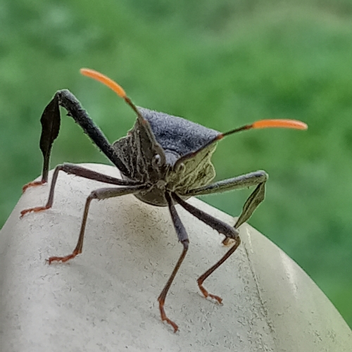 Acanthocephala terminalis