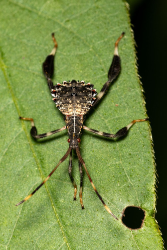 Acanthocephala terminalis