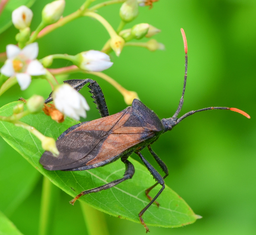 Acanthocephala terminalis
