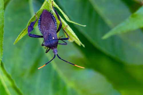 Acanthocephala terminalis