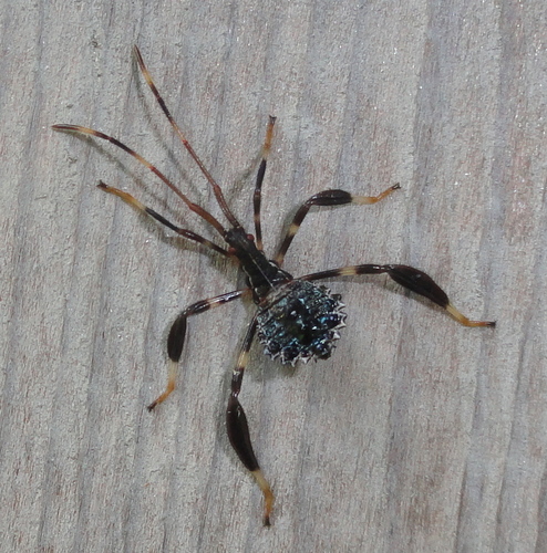 Acanthocephala terminalis