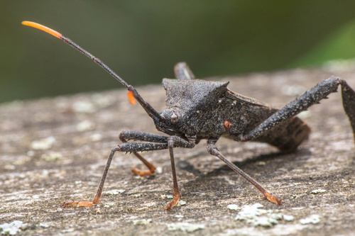 Acanthocephala terminalis