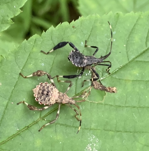 Acanthocephala terminalis