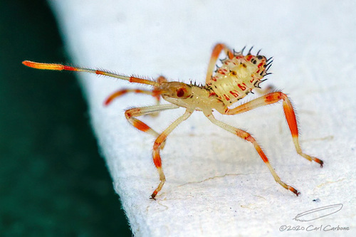 Acanthocephala terminalis