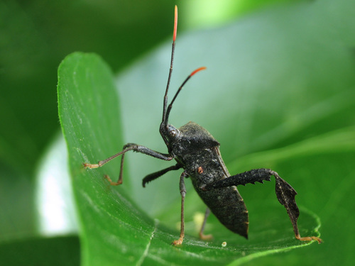Acanthocephala terminalis