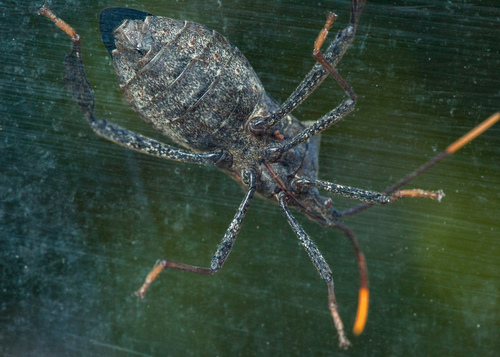 Acanthocephala terminalis