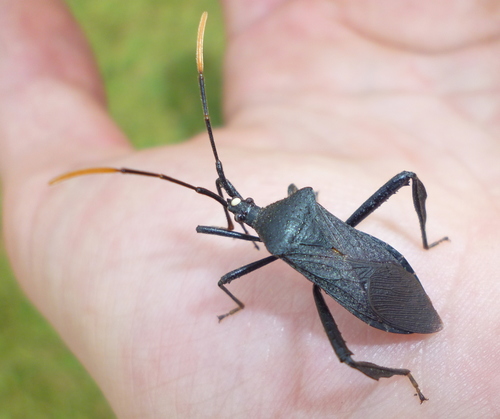 Acanthocephala terminalis