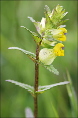 Yellow Rattle