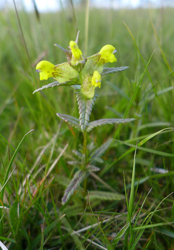 Yellow Rattle