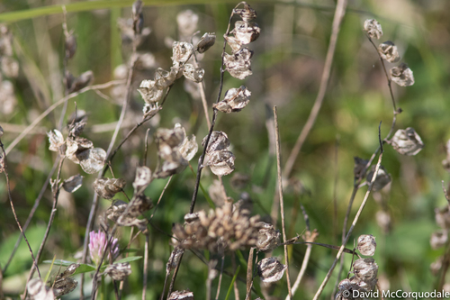 Yellow Rattle