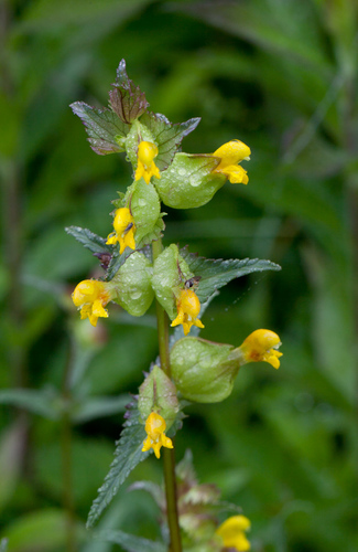 Yellow Rattle
