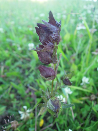 Yellow Rattle